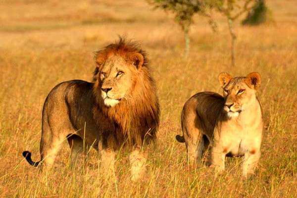 Gir-National-Park Tour Spot