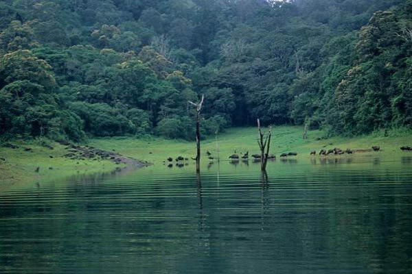 Thekkady Wildlife Sanctuary Tourist Attraction